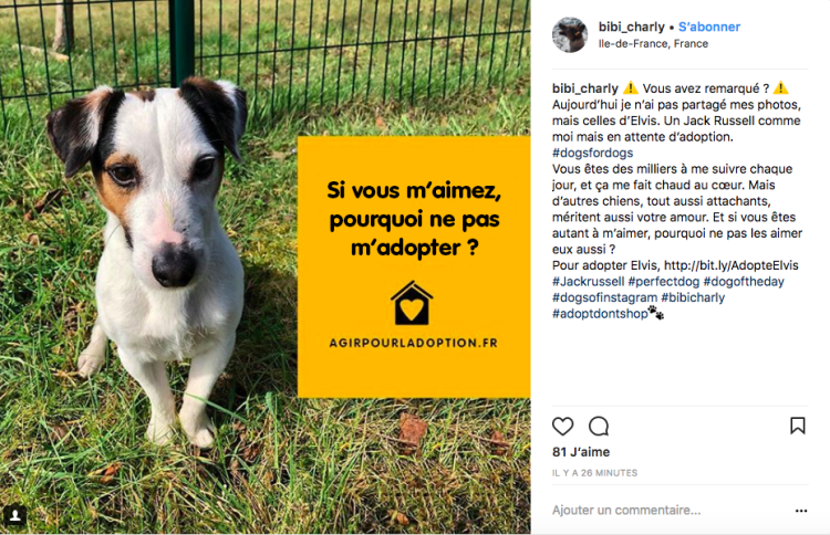 Les chiens stars d’Instagram prêtent leur compte à des chiens en attente d’adoption pour Pedigree avec CLM BBDO